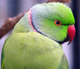A photograph of a parrot