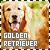 Dogs: Golden Retrievers