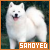 Dogs: Samoyeds